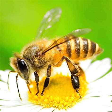 honey bees pictures photos